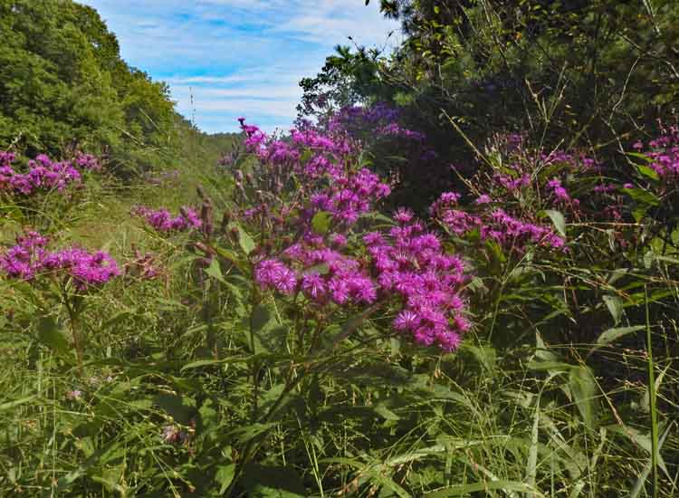New York ironweed - Vernonia noveboracensis -plant  habitat 
